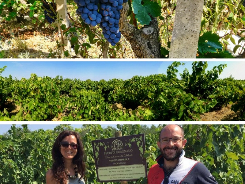 Feudi di Guagnano