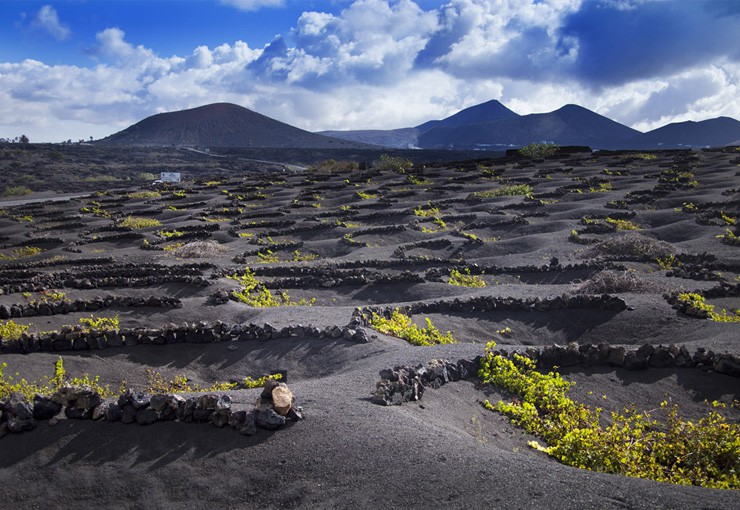 Vigneto di Lanzarote