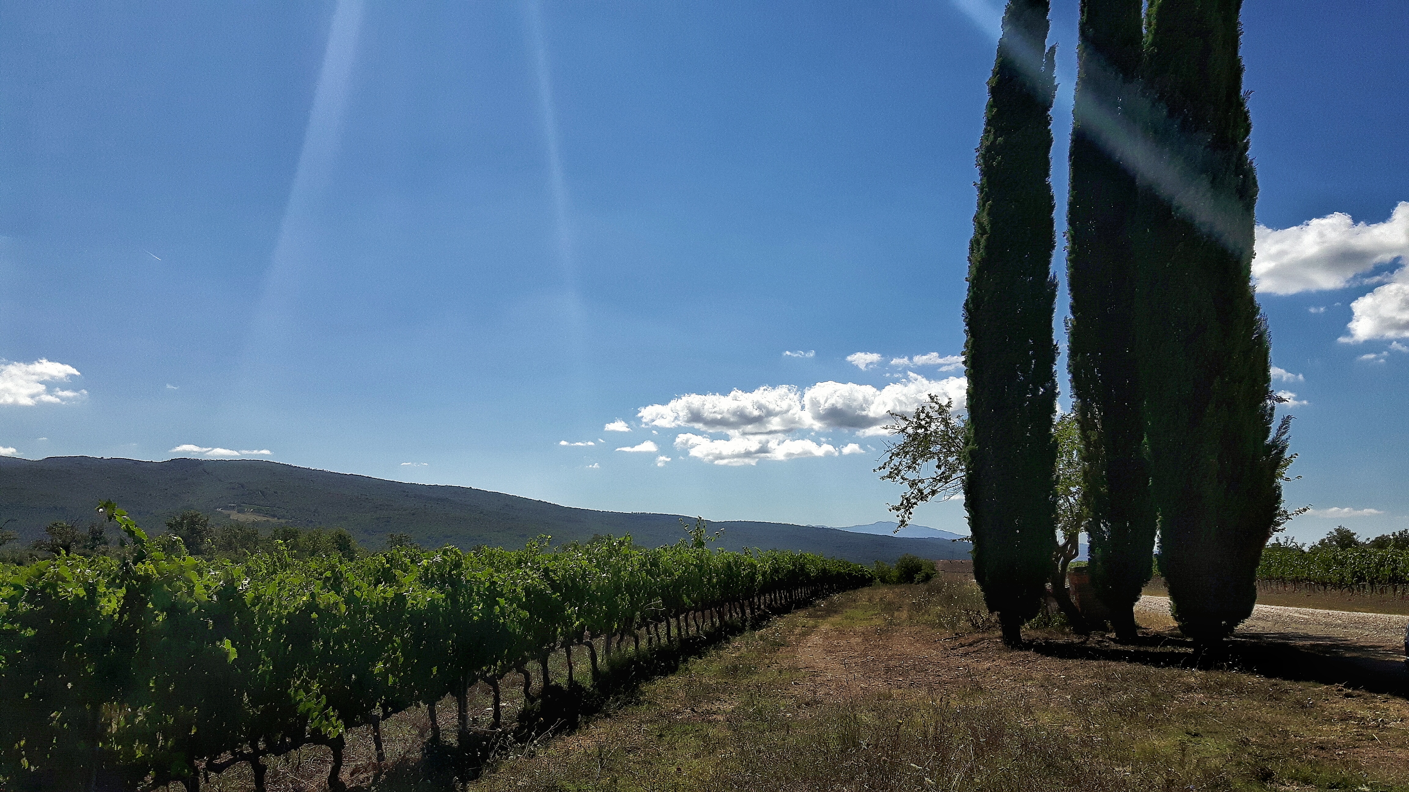 vigneto presso tenuta casabianca