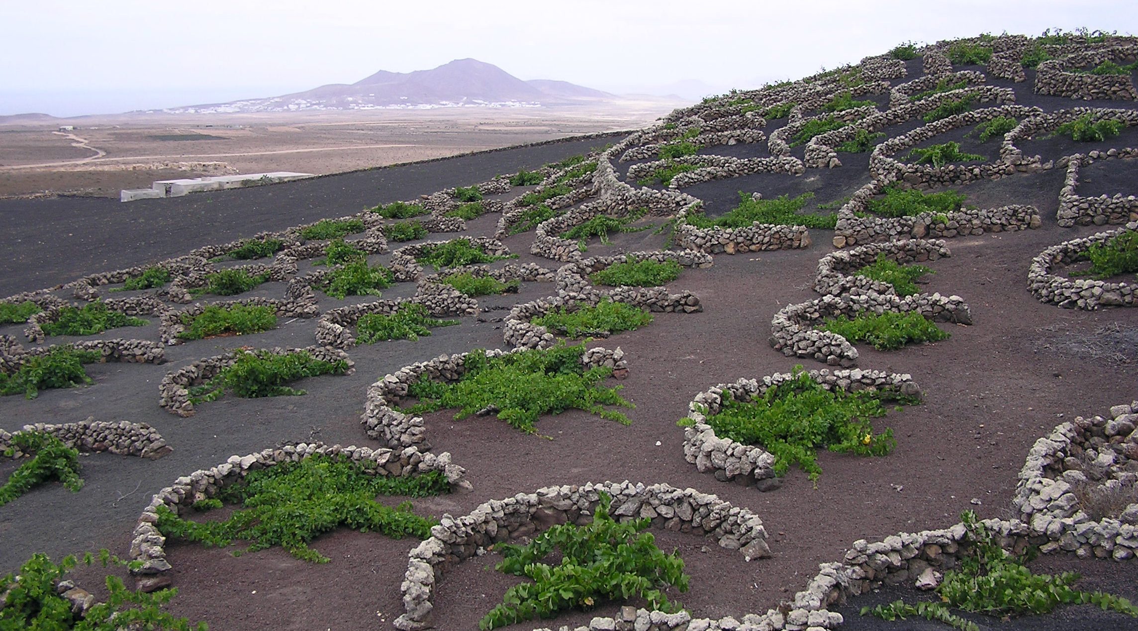 Tipico vigneto di Lanzarote