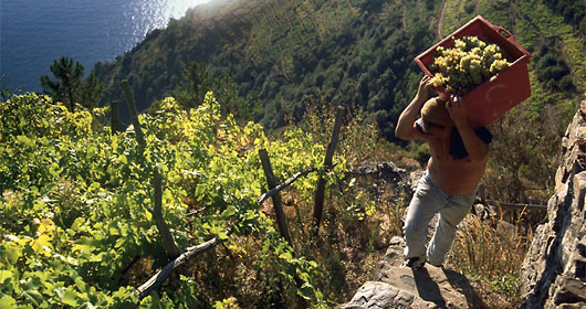 Cinque Terre: Vigneto di Sciacchetrà