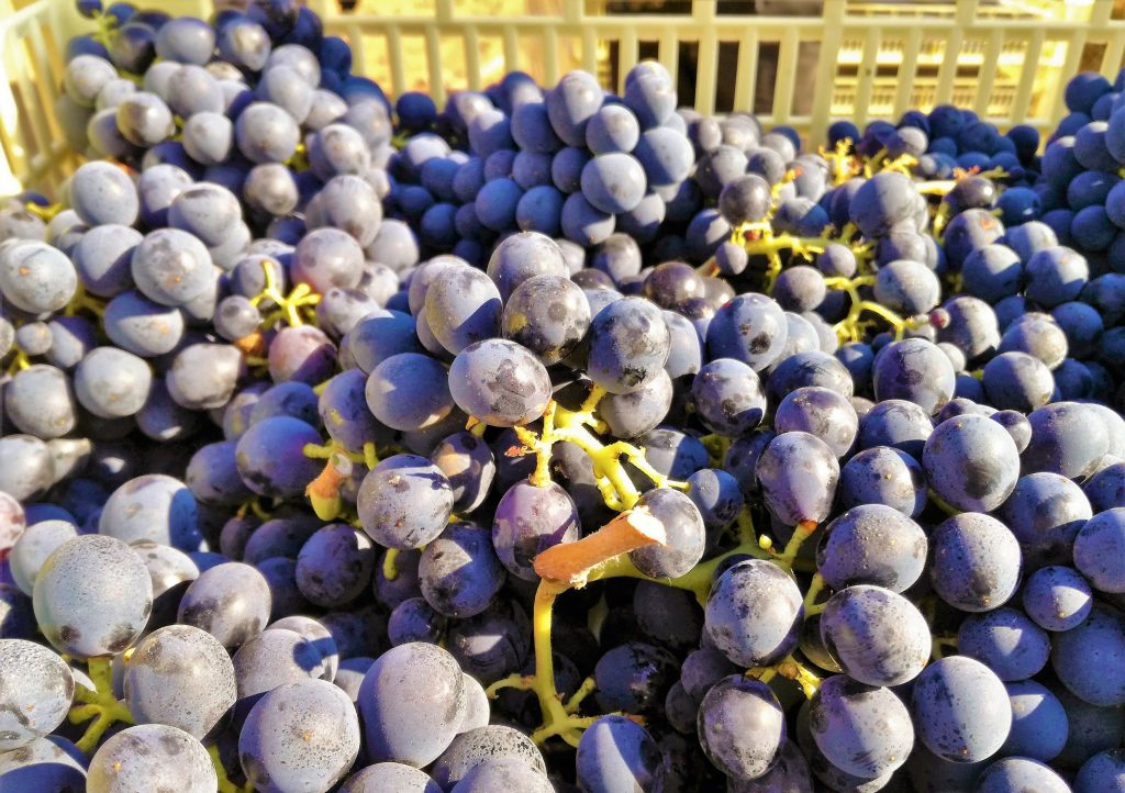 Cantine Due Palme: uva negroamaro