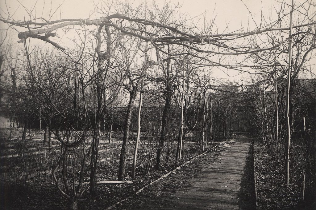 la vigna di leonardo nel 1920