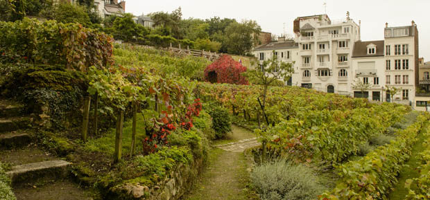 Vigne Metropolitane: Clos-Montmartre