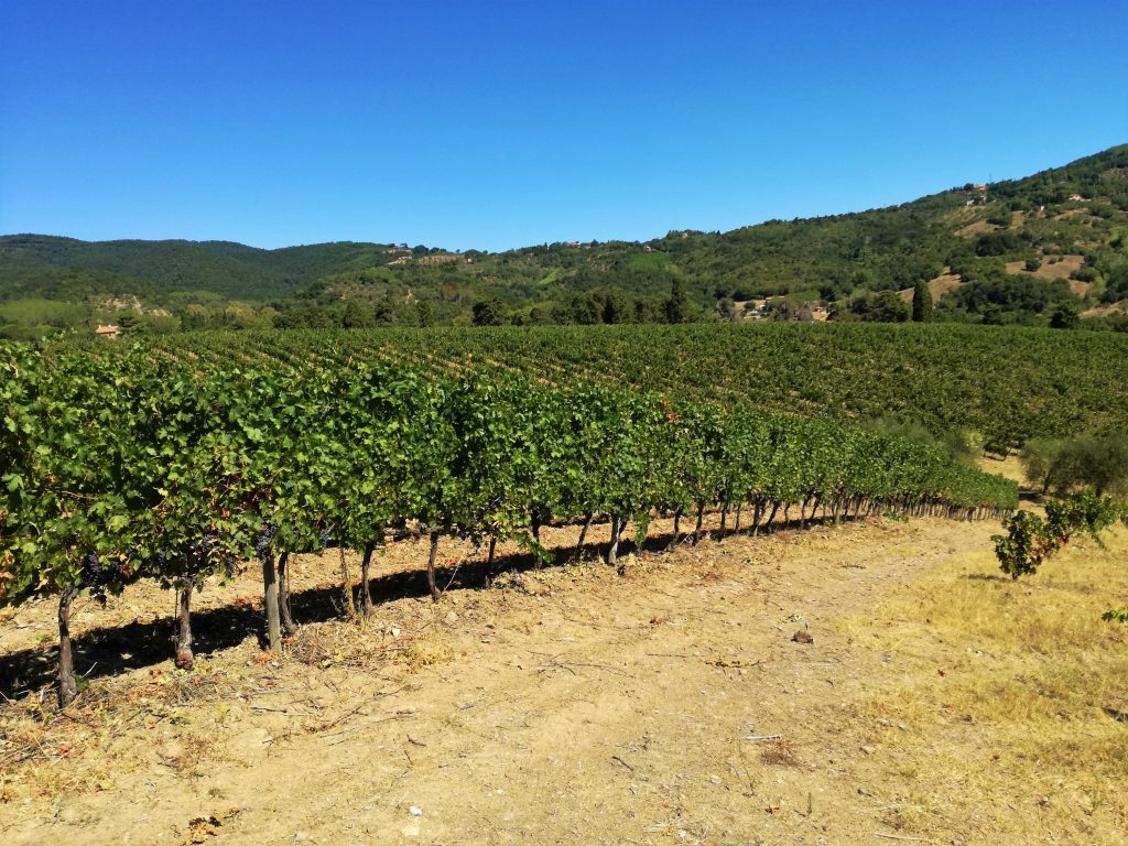 Vigneto Rubbia al Colle