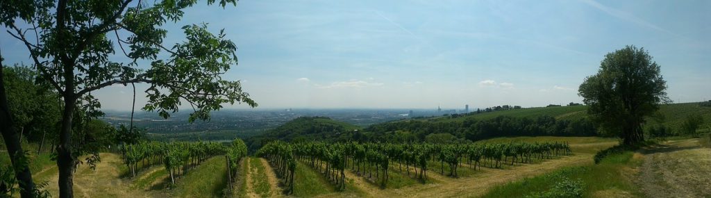 Vigne Metropolitane: Vienna