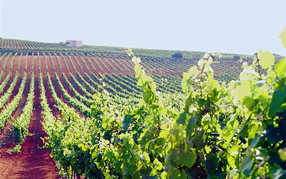 marsala