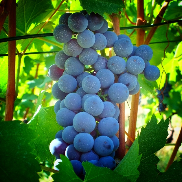 Langhe