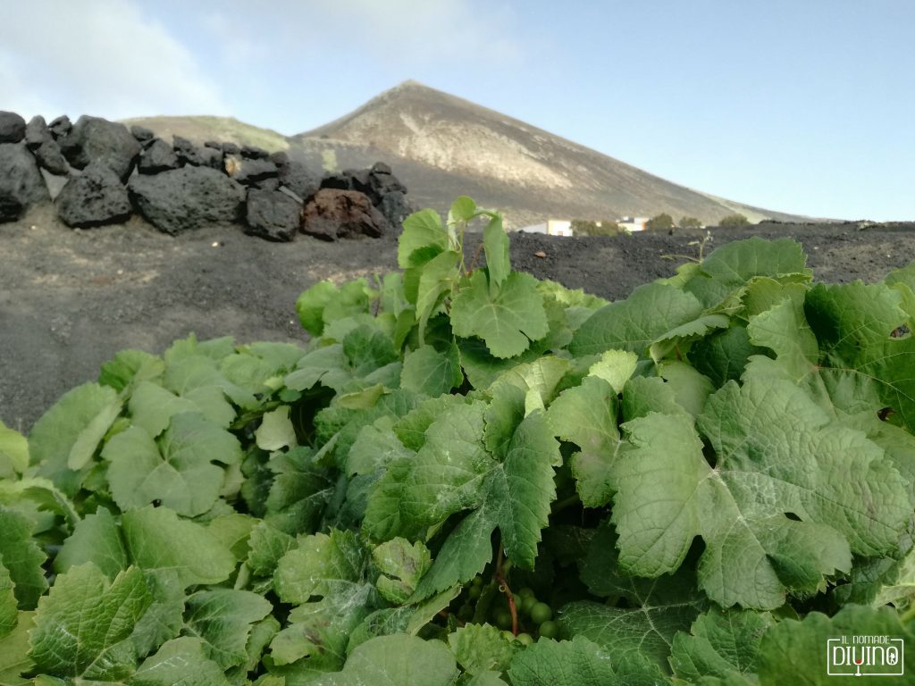vino di lanzarote