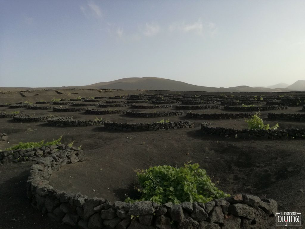 vino di lanzarote