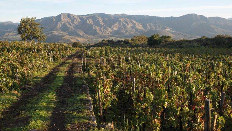 Etna: itinerario enoturistico - Palmento Costanzo