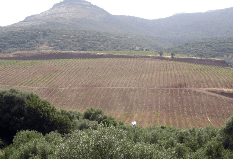 Monemvasia Winery - vineards