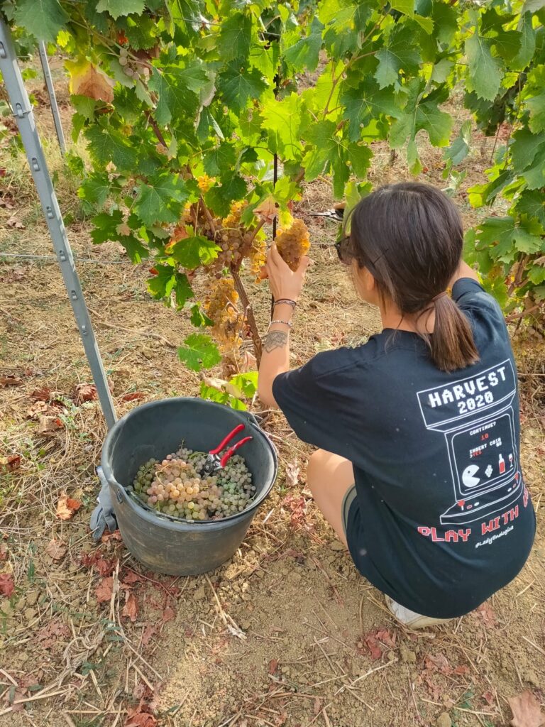 adotta il tuo filare in toscana - vendemmia adottanti