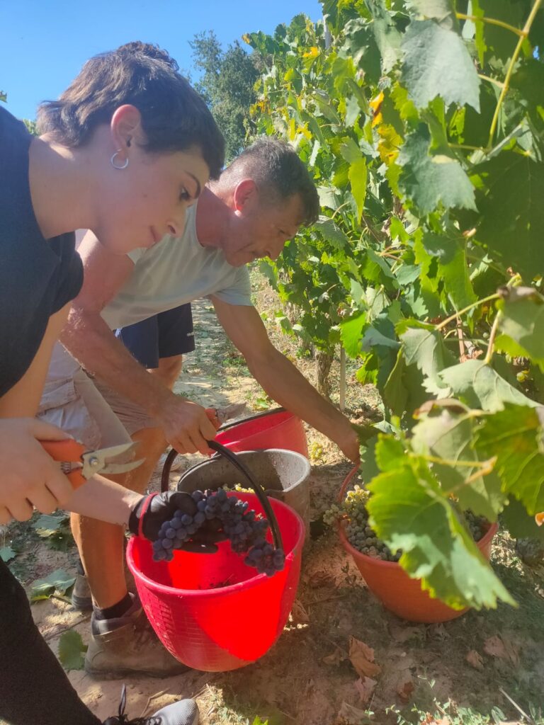 adotta il tuo filare in toscana - vendemmia
