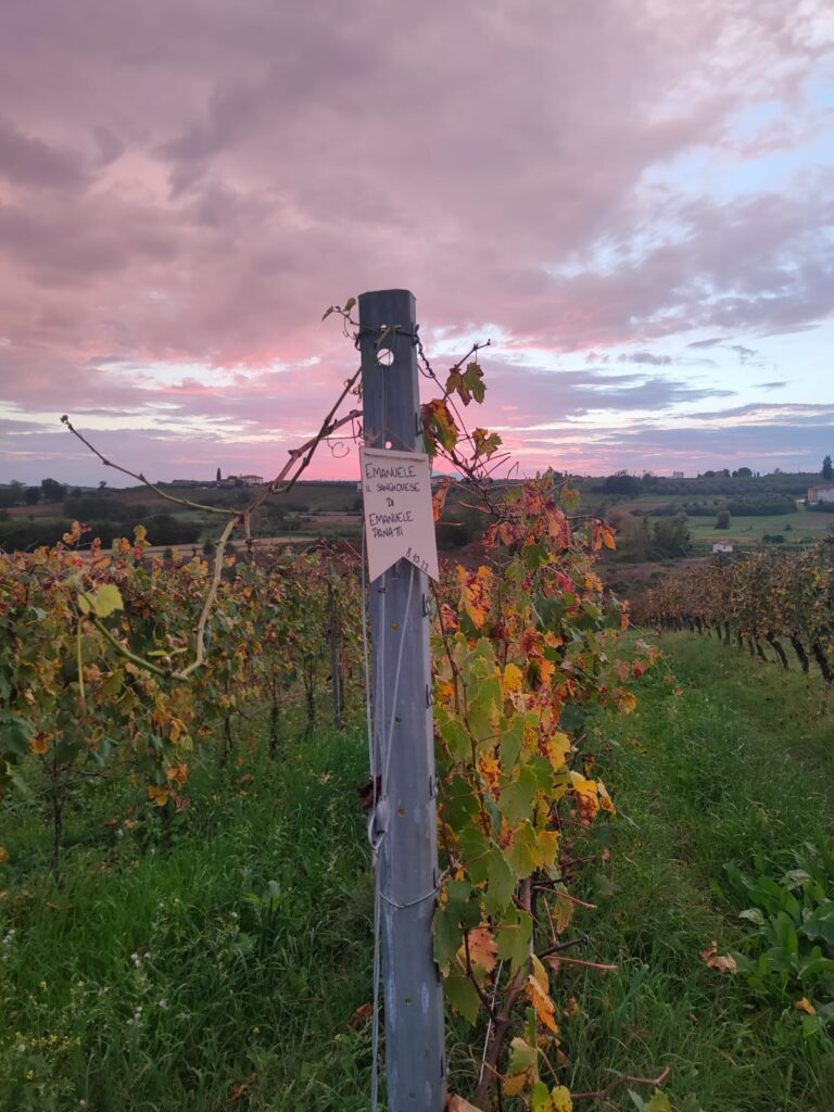 adotta il tuo filare in toscana - targhetta tramonto