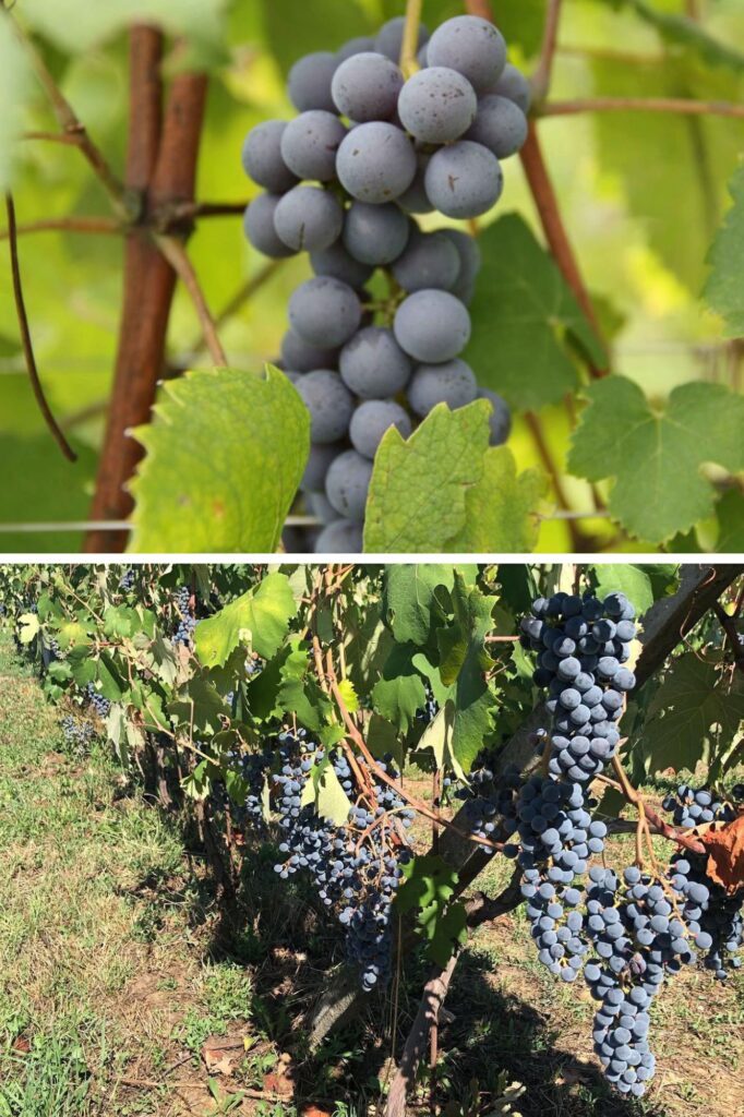 FONTECHIARA_nebbiolo_vespolina